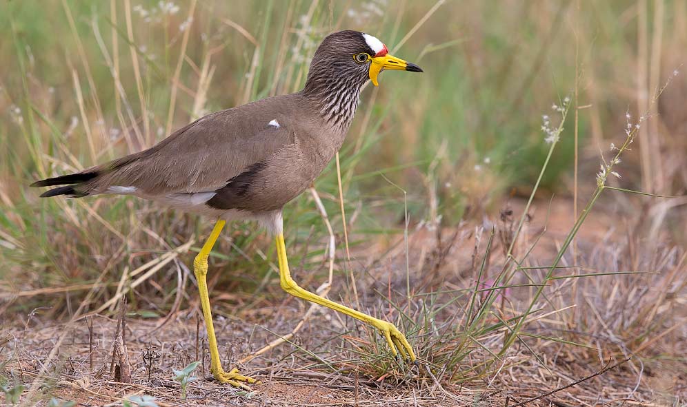 Wattled Plover walking